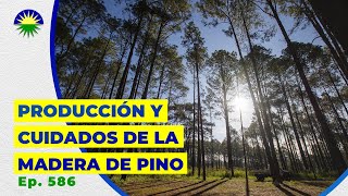 586. Producción y cuidados de la madera de pino