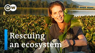 Grasshoppers versus water hyacinths in South Africa | Global Ideas