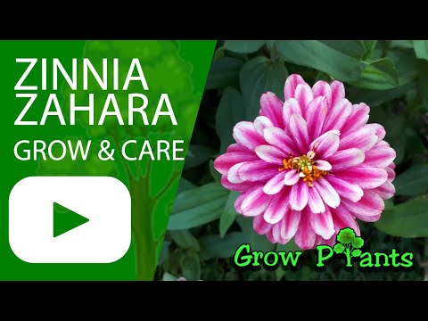 Video: Zinnia сымбаттуу