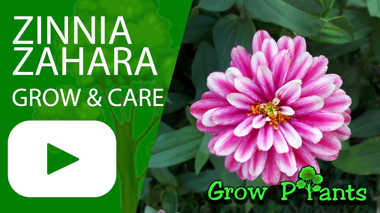 Zinnia Zahara Grow Care Zinnia Marylandica Youtube