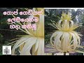 ගොප් ගෙඩි නිර්මාණය/Coconut Leaf Art/Gok Art Design