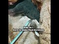 Disclaimers: This was done by a professional. The animal was too smart 🤓😀 #animals #funny