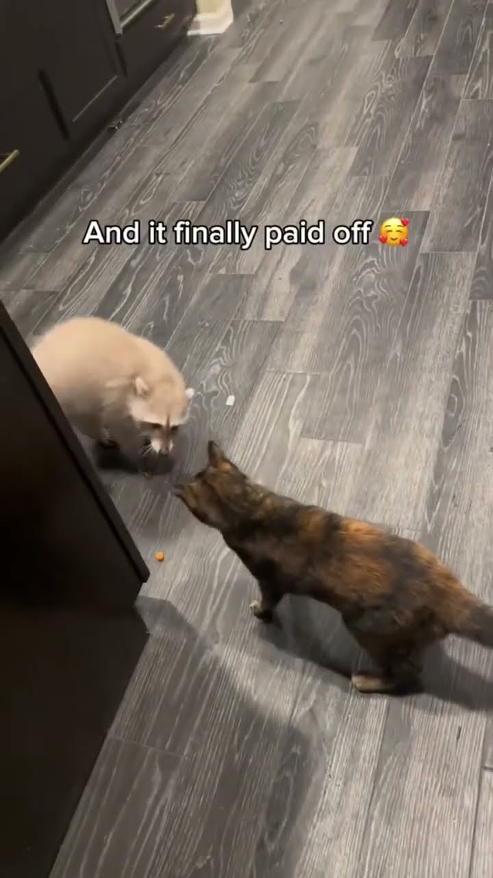 Raccoon up wants to be friends with the prvnci gang