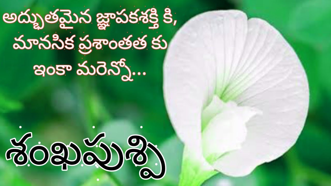 shankhapushpi chettu దివ్య మూలిక శ్వేత శంఖపుశ్పి ఉపయోగాలు shankhpushpi plant benefits