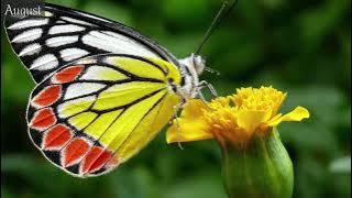 Musik Instrumental yang Damai, Musik Relaksasi yang Menenangkan Hari Pertama Musim Semi