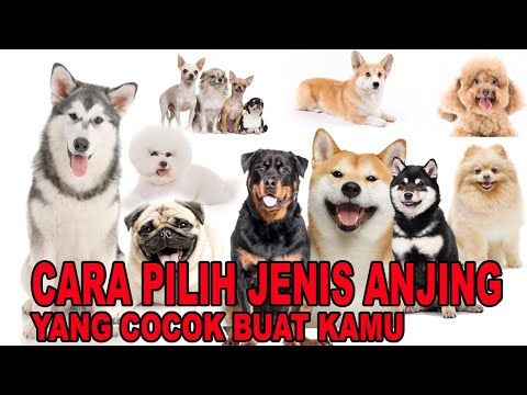 Video: Cara Memilih Peti Anjing Terbaik