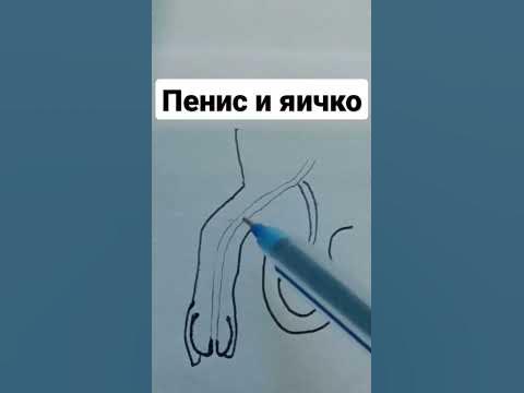 пенис и яичко | мужская репродуктивная система | Диаграмма пениса - YouTube