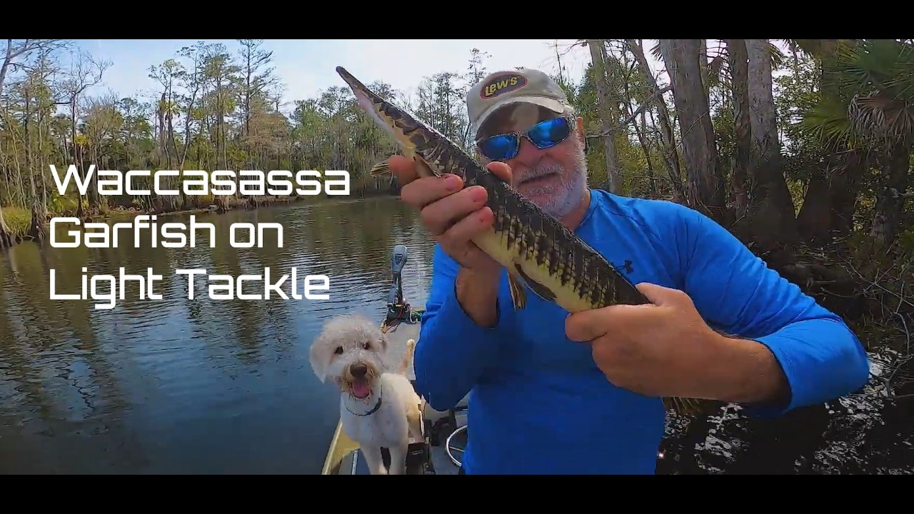 Elusive Waccasassa Garfish on Light Tackle