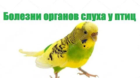 Болезни Органов Слуха У Птиц & Проблемы Органов Слуха У Птиц. Ветклиника Био-Вет.