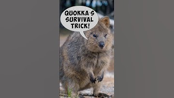 Shocking Survival Tricks of the Quokka! #ytshorts #wildlife