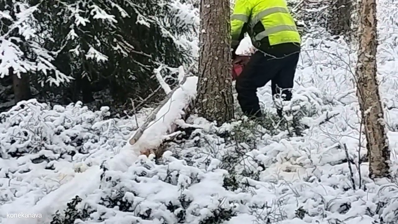 Polttopuita, 2026 video. Puu kaatunut ja nyt Jari sahaa sen.