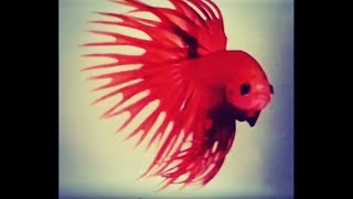 Beautiful Betta Fishes Of Thailand 3