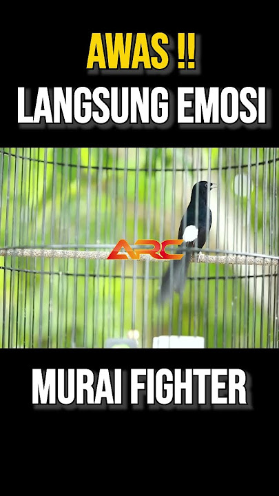 KETREKAN PEMANCING EMOSI MURAI BATU