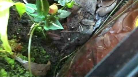 Part 2 : Mixed Poison DartFrog Vlog.