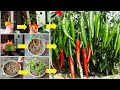 3new ideashow to grow chili peppers from seedsgrowing chilli peppersgrow chili plants100success