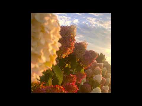FTW Von - Garden Of Eden (Official Audio) 