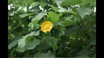 V71 uống nước cây cối xay có công dụng / tác dụng cây cối xay