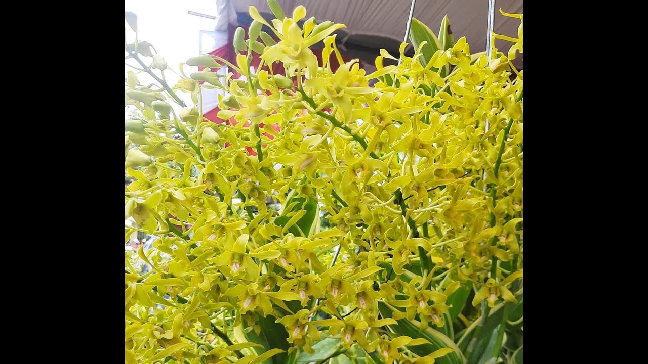 Hoa lan Dendro Rồng Xanh hoa thơm 58k chậu trưởng thành, siêng hoa Vườn ...