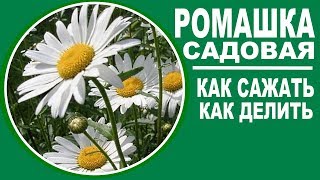 Ромашка садовая .  Как сажать ромашку садовую и как ее размножать