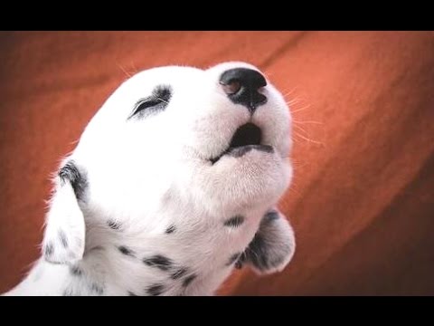 Cutest Puppies Howling Compilation 2014 