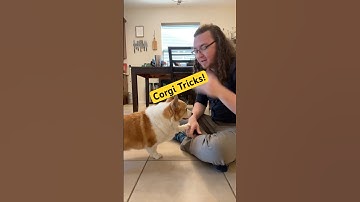 Eowyn the #corgi and her trick library ! #asl #doglover  #signlanguage #fyp #foryou