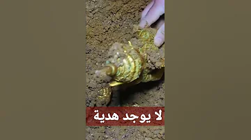 هدية المقبرة الفرعونية Shorts 