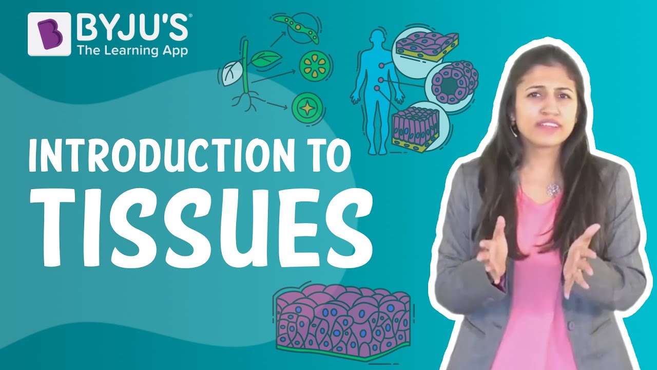 Tissues - An Overview of Tissues, its Types and Functions