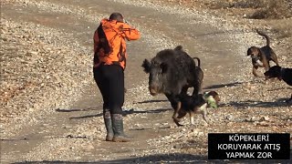 31 Aralik 2024 1 Ocak 2025 İlk Domuz Avi Görüntüleri̇