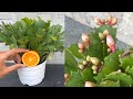 Orange juice has many vitamins that will help the Christmas cactus produce many flowers