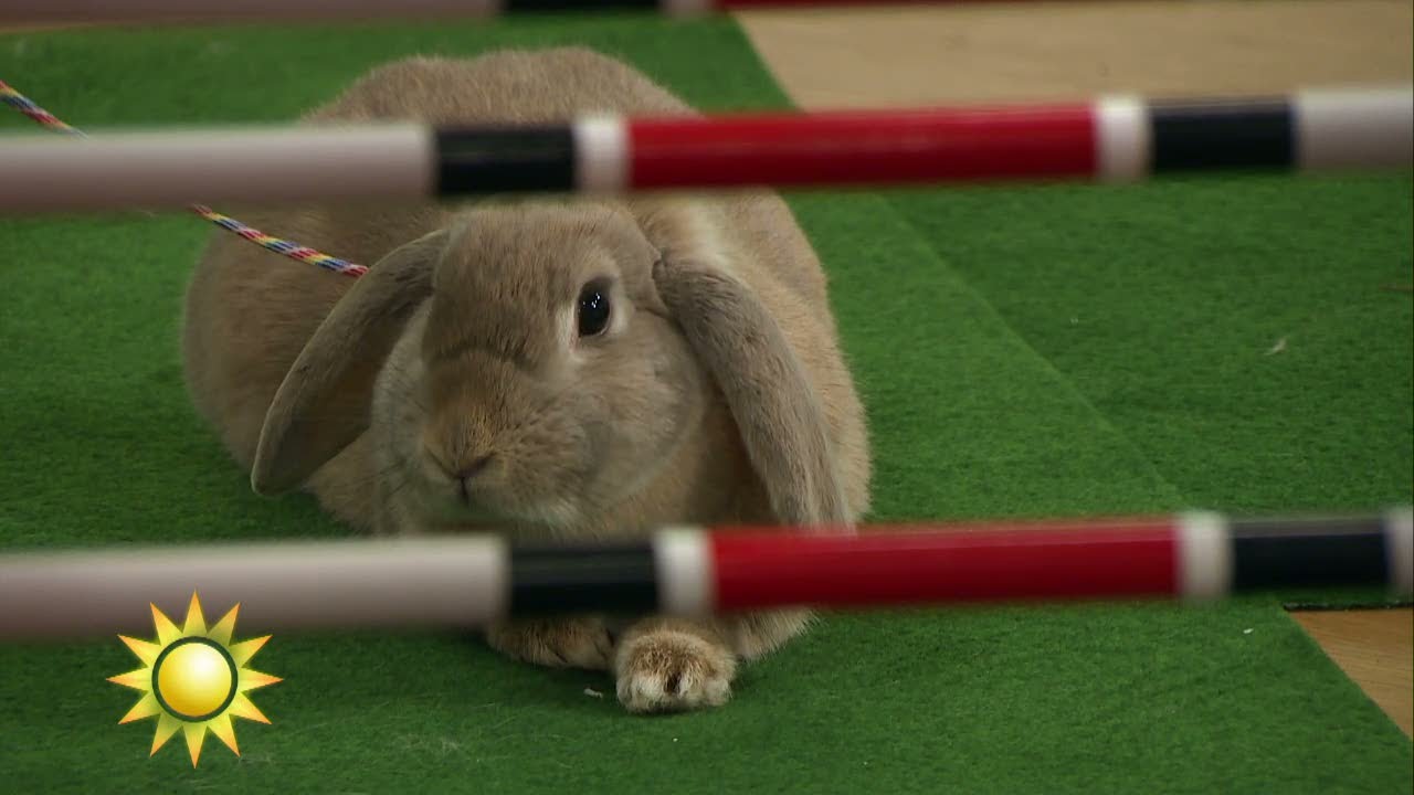 Kaninhoppning i studion - men Shenzi vägrar - Nyhetsmorgon (TV4)