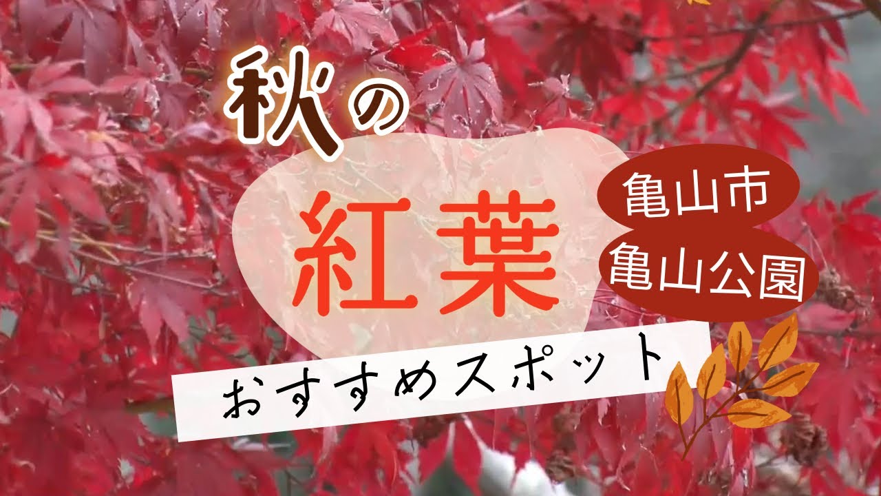 亀山公園】 常緑樹の中で赤く染まるモミジ - YouTube
