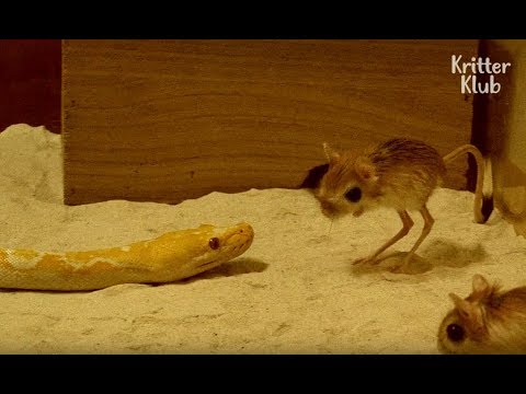 Video: Siapa yang makan tikus kanguru?