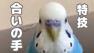 オカメインコの歌う研究。うめごまの場合