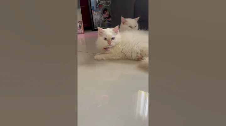 Video 10136241: cute cat bathing, cute cat mom