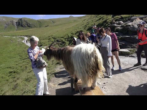 Video: Muumion Odottamaton Löytö Alppien Vuoristossa - Vaihtoehtoinen Näkymä