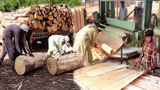 Huge And Informative Manufacturing Of Plywood Making / How Wood Core Veneer Are Made Inside Factory