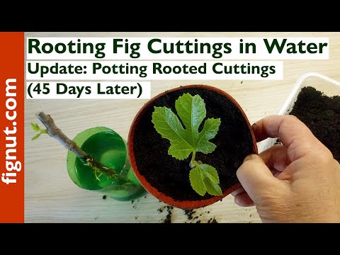 Rooting Fig Cuttings in Water (Update: Potting Rooted Cuttings - 45 Days Later)