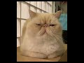 Relaxing cat music