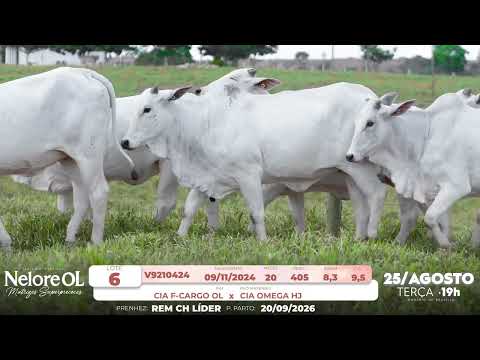 LOTE 06