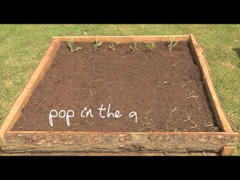 The easiest way to grow your own