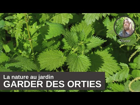 Vidéo: Faits communs sur la cardère - En savoir plus sur le contrôle des mauvaises herbes de la cardère dans les jardins