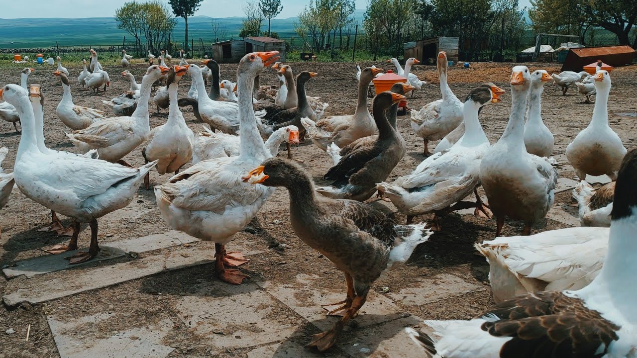 Kaz işinde her gün büyüyoruz / Kaz yetiştiriciliği üret, yetiştir, sat ve kazan