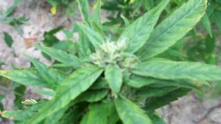 Outdoor Grow Update