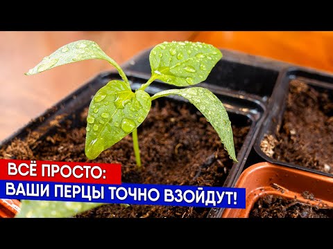 Всё просто ваши перцы точно взойдут!