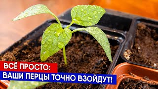 Всё просто ваши перцы точно взойдут!