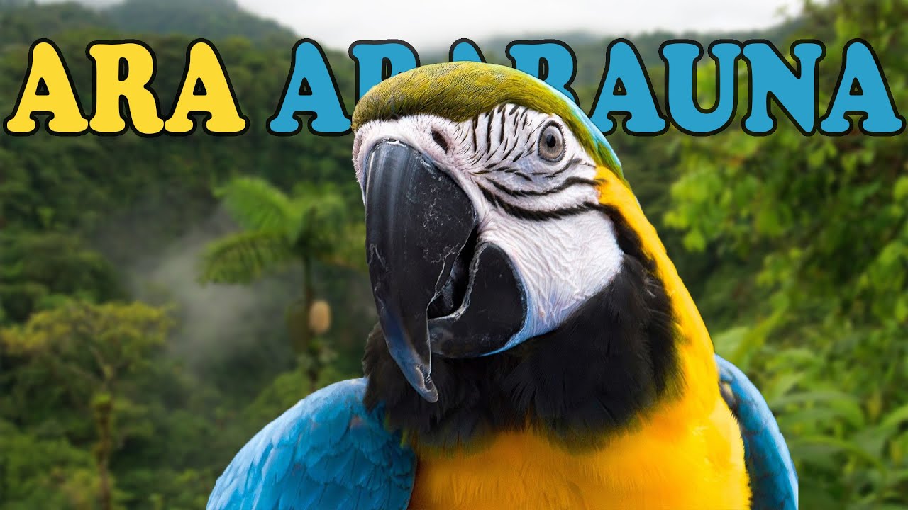 Cosa Ne Penso dell' ARA ARARAUNA - YouTube