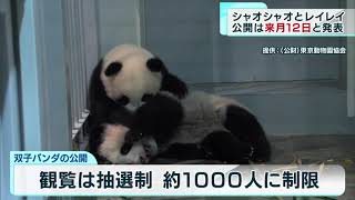 上野動物園の双子パンダ　一般公開は1月12日から