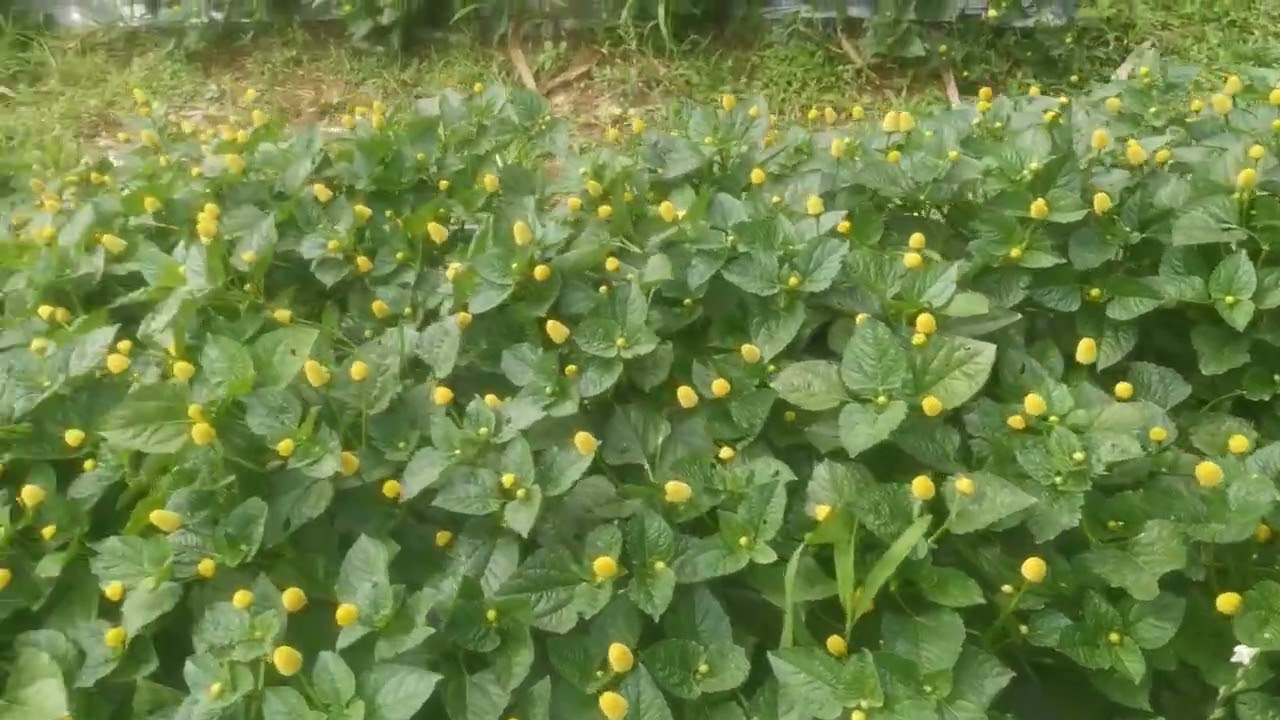 Budidaya tanaman bunga emas/Jotang/Spilanthes