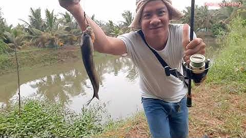 Câu Cá Lóc Ngày Mưa Bão Vẫn Lên Cá