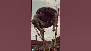 ada yang tau ogoh ogoh apa? #ogohogoh #tampaksiring